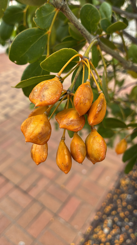 Guaiacum officinale observed 2026-02-12