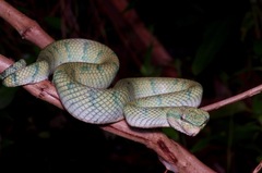 Tropidolaemus subannulatus