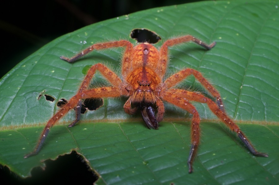 Giant Huntsman Spiders