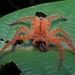 Giant Huntsman Spiders - Photo (c) John Sullivan, some rights reserved (CC BY-NC)