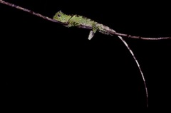 Gonocephalus liogaster