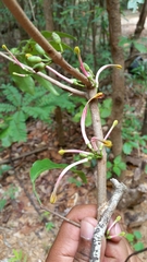 Bakerella ambongoensis