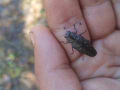 Chrysobothris costifrons