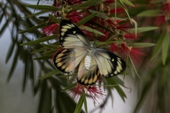 Delias argenthona