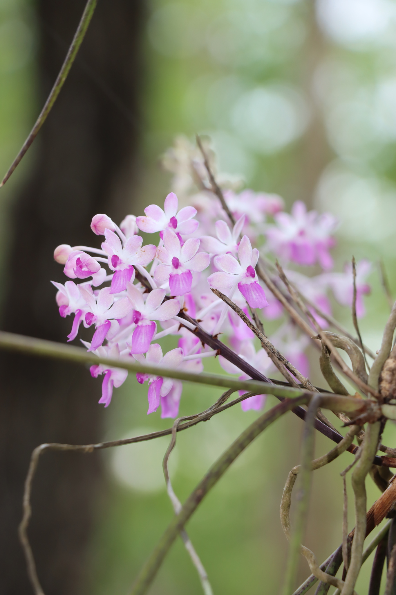 Imagem de Orquídea-rabo-de-raposa