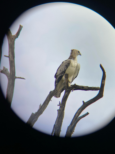 Martial Eagle