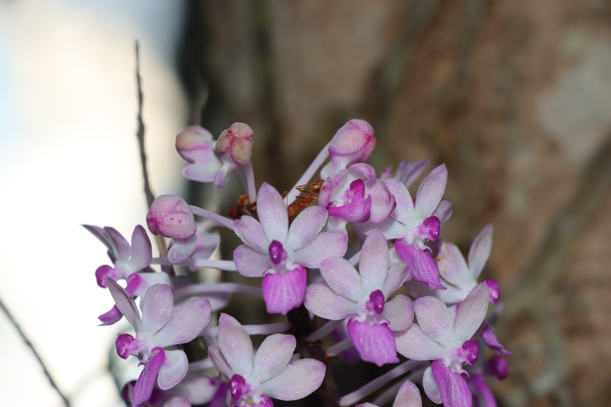 Imagem de Orquídea-rabo-de-raposa