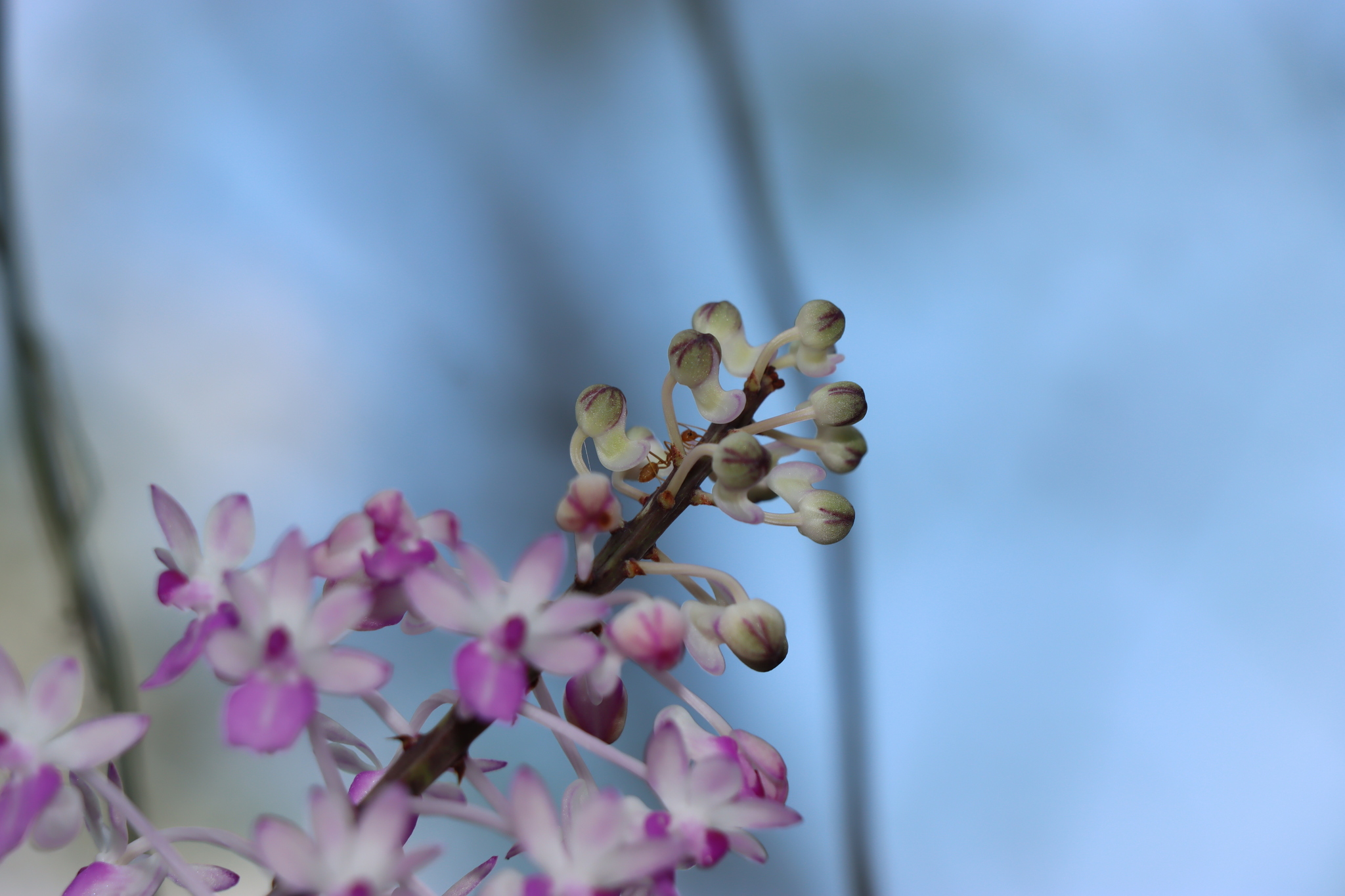 Imagem de Orquídea-rabo-de-raposa