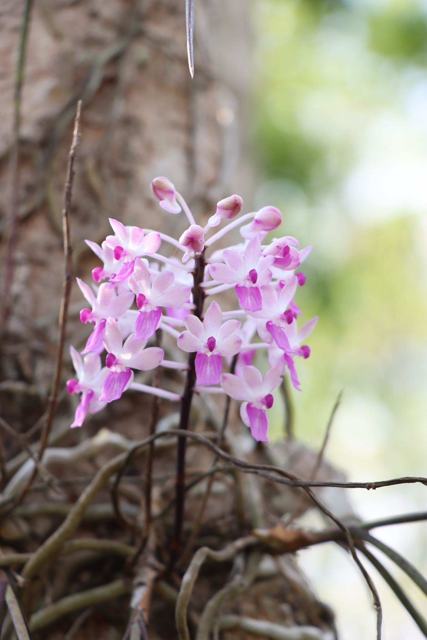 Imagem de Orquídea-rabo-de-raposa