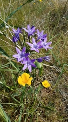 Triteleia bridgesii