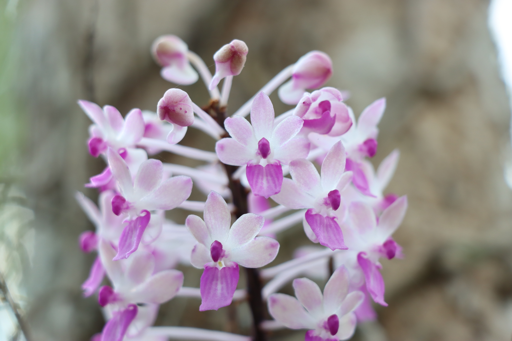 Imagem de Orquídea-rabo-de-raposa