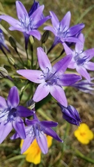 Triteleia bridgesii