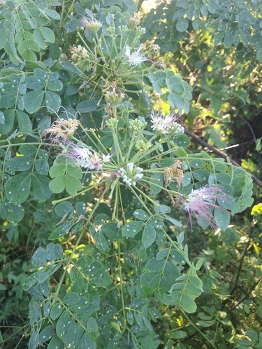 Samanea tubulosa