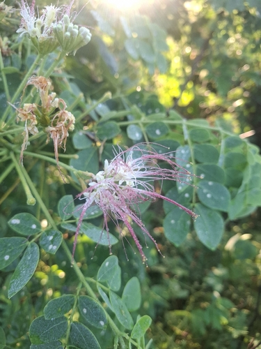 Samanea tubulosa, photograph 2