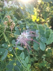 Samanea tubulosa, photograph (c) Carlos Henrique, some rights reserved (CC BY-SA)