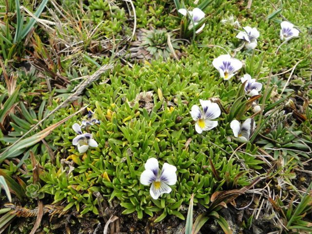 Viola pygmaea