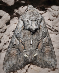 Lacinipolia teligera