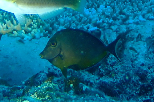 Naso lituratus