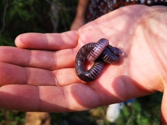 Blanus strauchi bedriagae