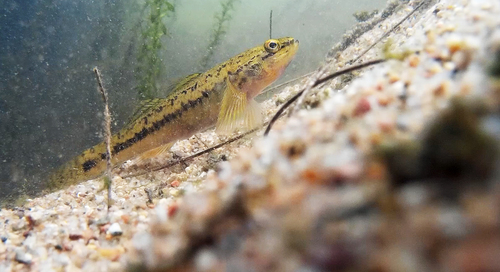 Gobiomorphus coxii