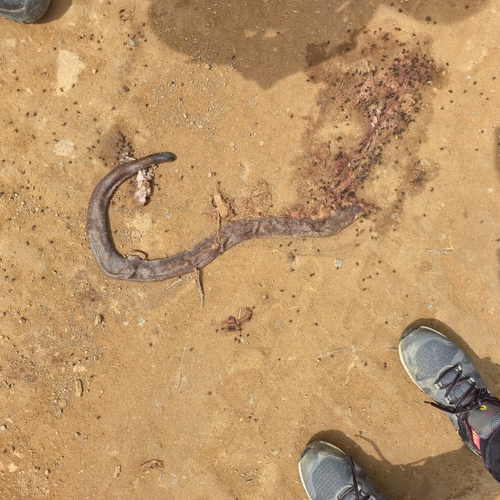 African Burrowing Python