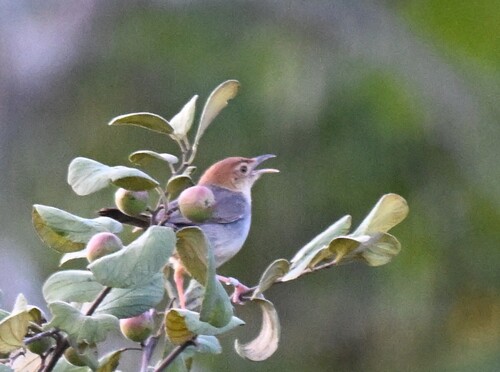iNaturalist image