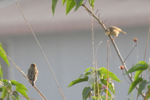 Baya Weaver (Ploceus philippinus), photo 2