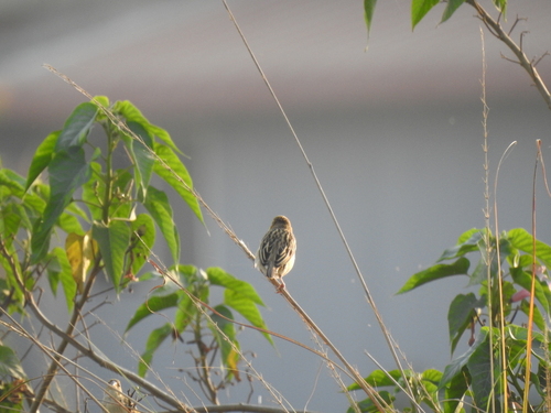 Baya Weaver (Ploceus philippinus), photo 3