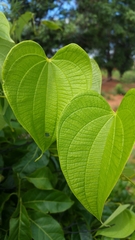 Dioscorea antaly