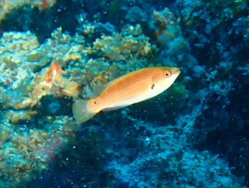 Cirrhilabrus punctatus