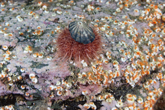 Pseudechinus magellanicus image