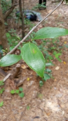 Bakerella ambongoensis