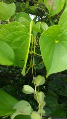 Dioscorea antaly
