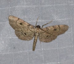 Tornos punctata