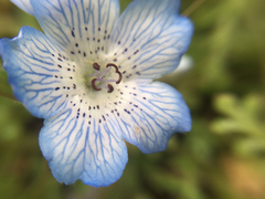 Nemophila menziesii menziesii