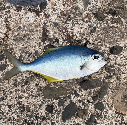 Chilean sweep (Scorpis chilensis) — Kyphosidae — 3