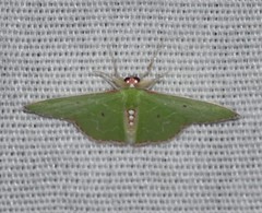 Synchlora irregularia