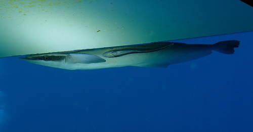 Echeneis naucrates