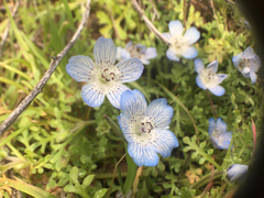 Nemophila menziesii menziesii