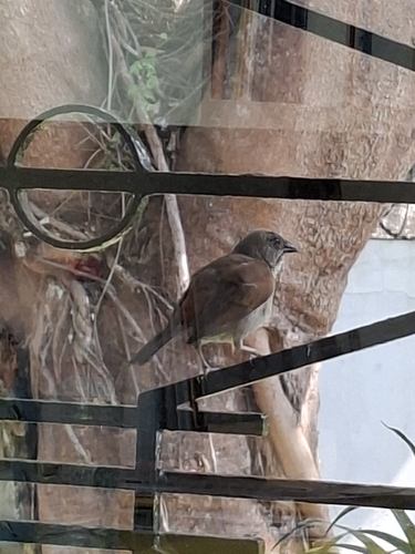 Northern Grey-headed Sparrow