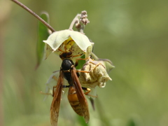 Polistes buyssoni