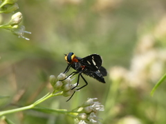 Hyperalonia morio morio