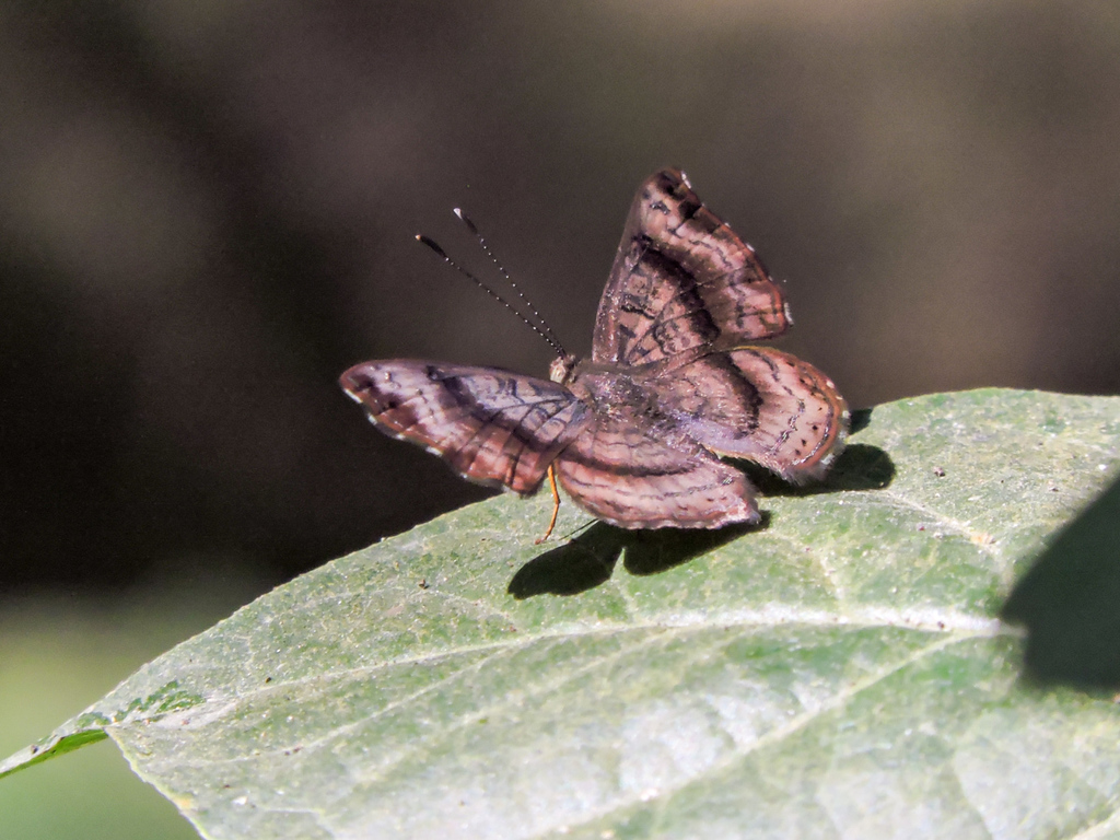 Fulmen Calephelis