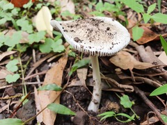 Amanita marmorata