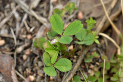 Trifolium bejariense