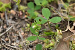 Trifolium bejariense