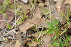 Trifolium bejariense