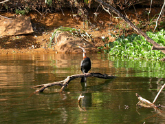 Anhinga rufa vulsini