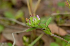 Trifolium bejariense