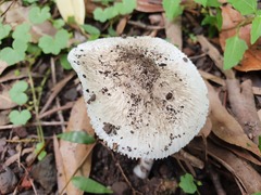 Amanita marmorata